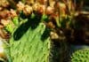 galletas de nopal