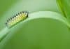 Larva biodegradable