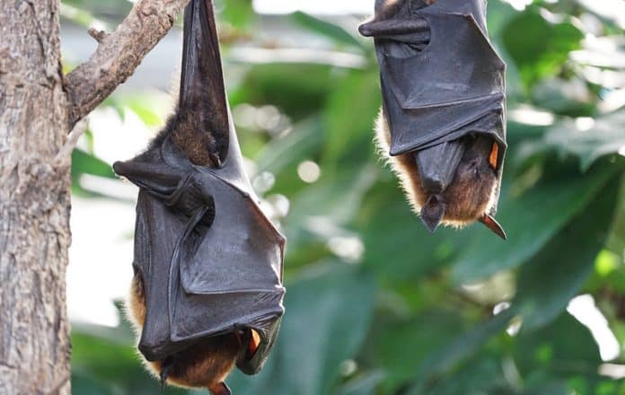 murciélagos en peligro de extinción
