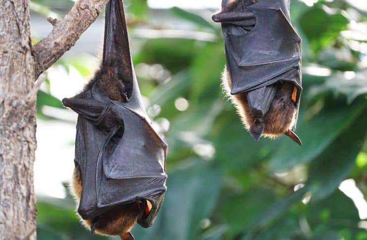 murciélagos en peligro de extinción