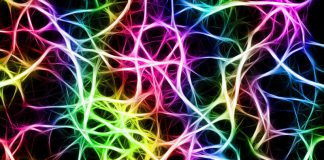 formación de la memoria en el cerebro engramas silenciosos MIT