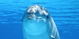 Virus delfines en Brasil