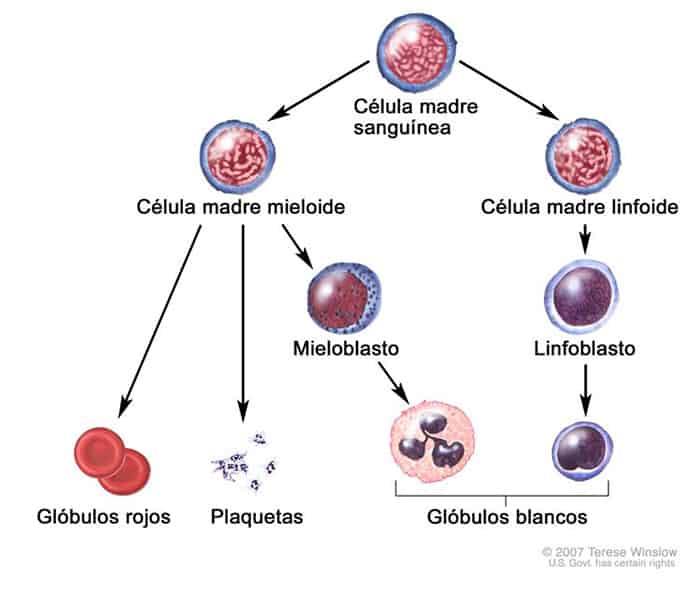 células madre para tratar cáncer
