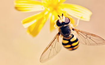 Día Mundial de las Abejas