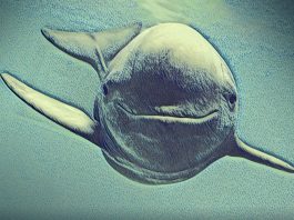 Alto Golfo de California vaquita marina en peligro de extinción