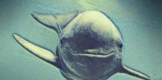 Alto Golfo de California vaquita marina en peligro de extinción