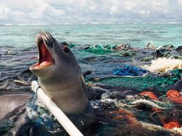 Océano Plástico redes de pesca