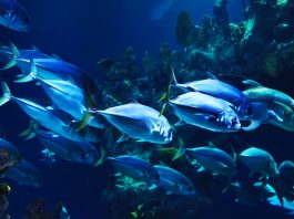 Día Mundial de la Vida Silvestre 2019, conservando la vida subacuática