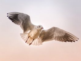 Día Mundial de las Aves Migratorias 2019