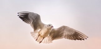 Día Mundial de las Aves Migratorias 2019