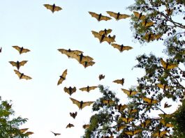 Estudiantes del IPN investigan nuevos virus de murciélagos