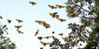 Estudiantes del IPN investigan nuevos virus de murciélagos