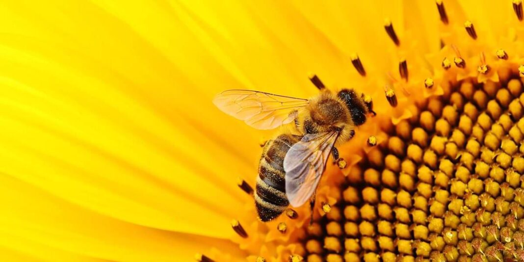 Día Mundial de las Abejas 2024