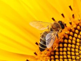 Día Mundial de las Abejas 2024