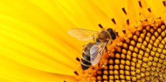 Día Mundial de las Abejas 2024