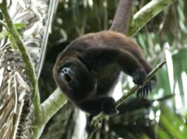 Muerte de monos por altas temperaturas