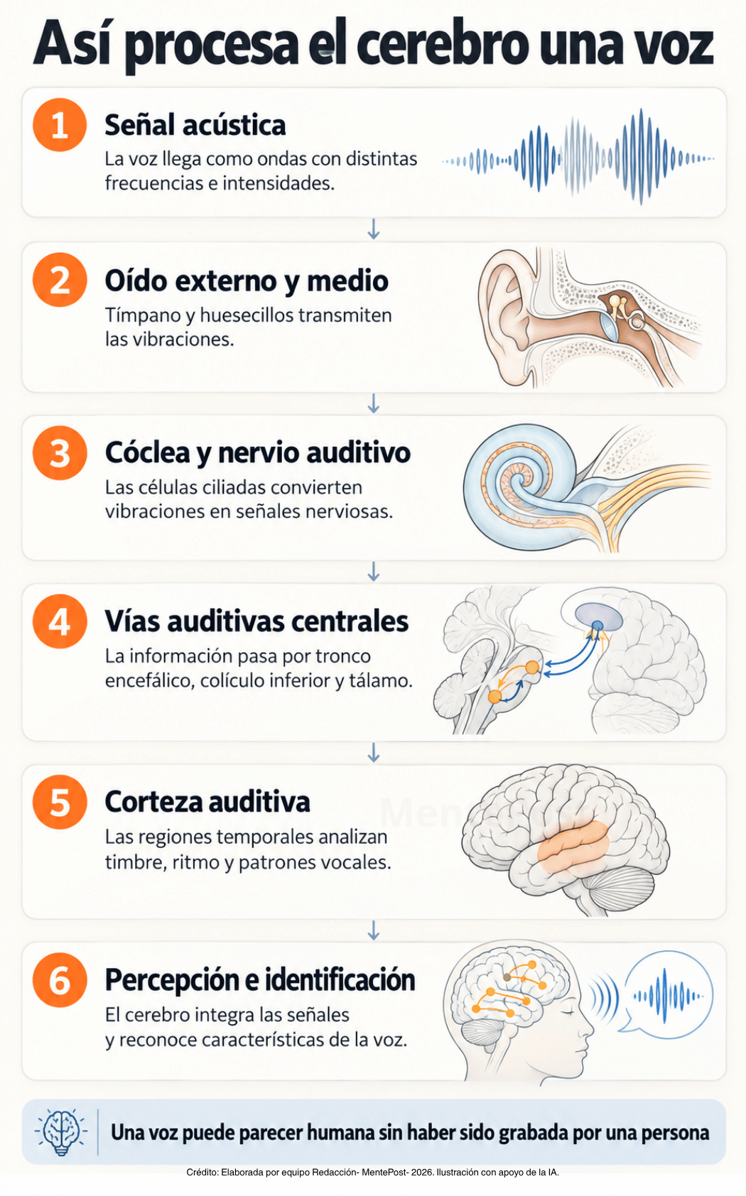 Esquema sobre el recorrido del sonido desde el oído hasta las regiones cerebrales que procesan la voz.